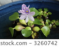 鳳眼蓮 花瓣 植物 3260742