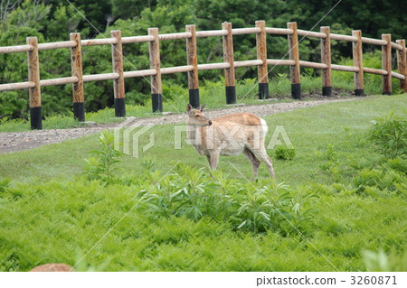 Ezo deer 3260871