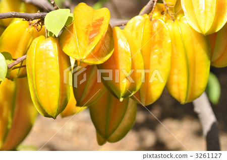 Star fruit 3261127