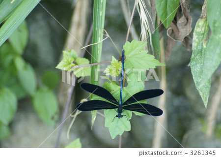 haguro dragonfly, calopteryxatratdragonfly, close up 3261345