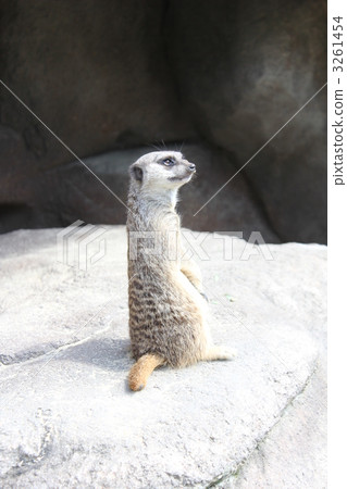meerkat meerkat 3261454
