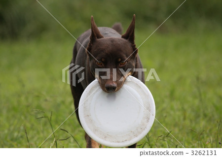 Muscularity, sheepdog, disc 3262131