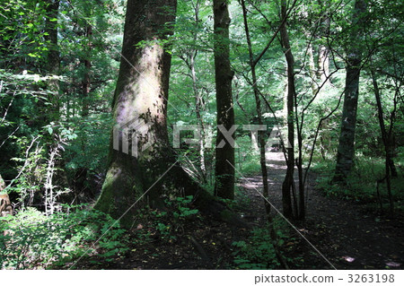 kurodake, yufu city, oike spring group 3263198
