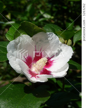 MukugeSōyū MukugeSōyū 3263262