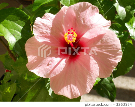 大花的 槿 花瓣 3263554