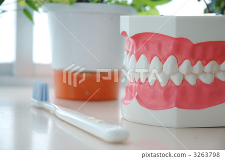 Tooth model and toothbrush 3263798