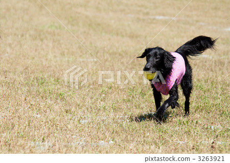 平塗獵犬 平塗獵犬 3263921