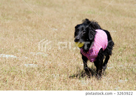 平塗獵犬 平塗獵犬 3263922