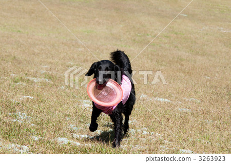 平塗獵犬 平塗獵犬 3263923