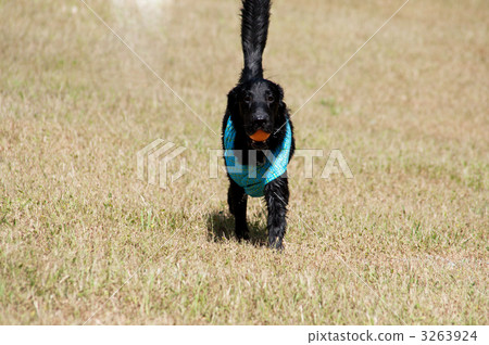 平塗獵犬 3263924