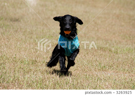 平塗獵犬 平塗獵犬 3263925
