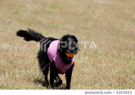 Flat-coated retriever Flat-coated retriever 3263933