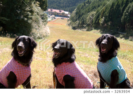 Flat-coated retriever Flat-coated retriever 3263934