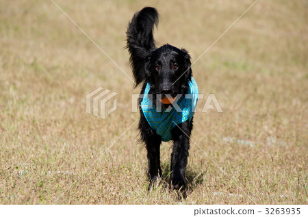 Flat-coated retriever 3263935