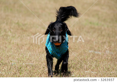 Flat-coated retriever Flat-coated retriever 3263937