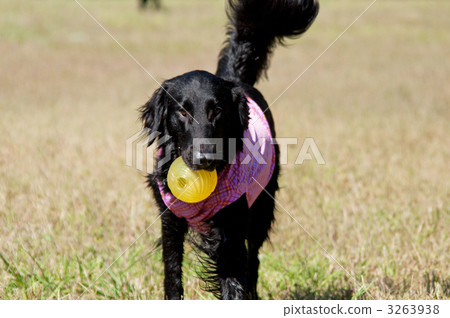 平塗獵犬 平塗獵犬 3263938