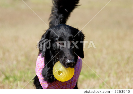 平塗獵犬 平塗獵犬 3263940
