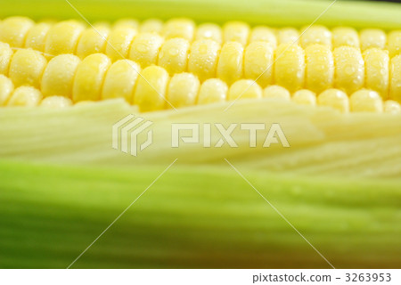 新鮮的玉米 新鮮的玉米 3263953