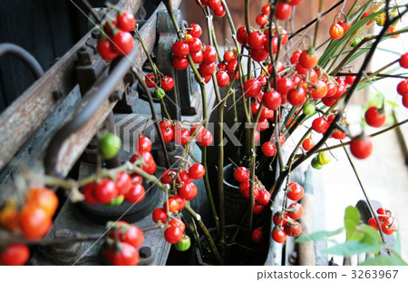 紅色水果 3263967