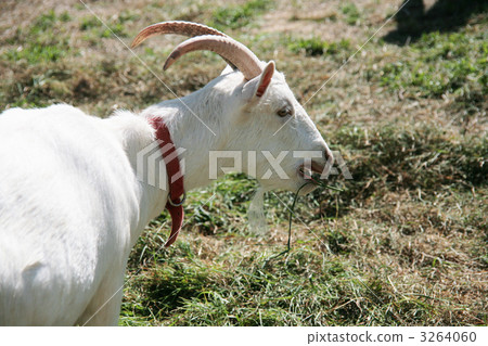 goat goat 3264060