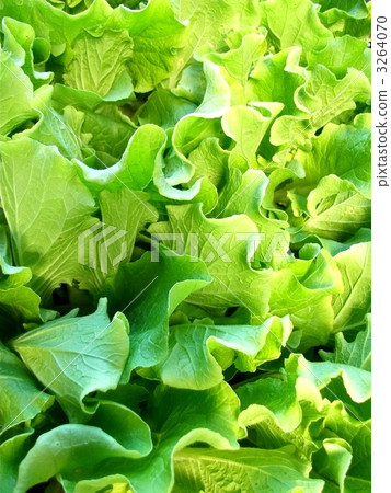 萵苣幼葉將是沙拉 3264070