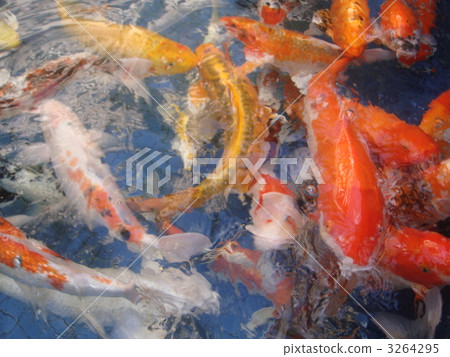 彩色鯉魚 彩色鯉魚 3264295