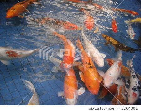 彩色鯉魚 彩色鯉魚 3264301