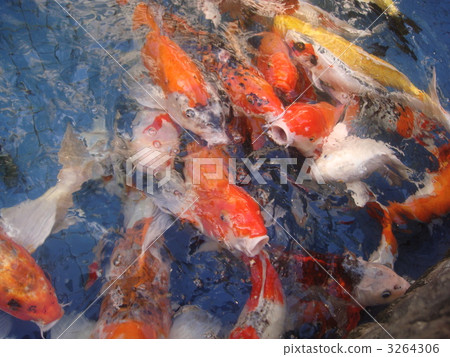 彩色鯉魚 彩色鯉魚 3264306