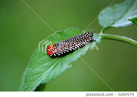 Moth's Velvet Hamaki 3264574