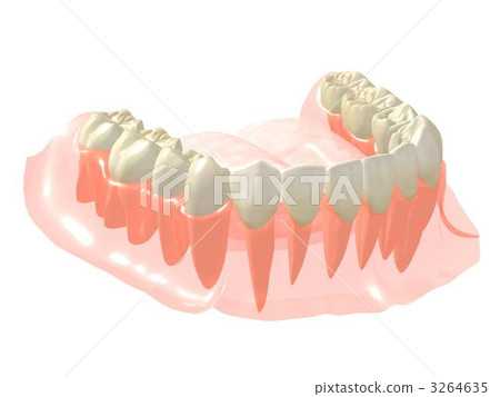 Mandible permanent tooth row 3264635