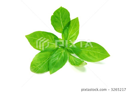 Waka留下新鮮採摘的羅勒的側面位置 3265217