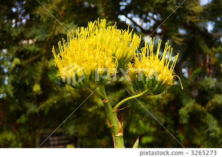 Agave flowers 3265273