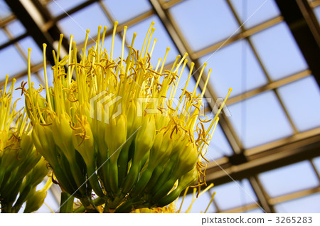 龍舌蘭花 龍舌蘭花 3265283