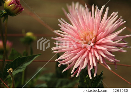 Dahlia Dahlia 3265980