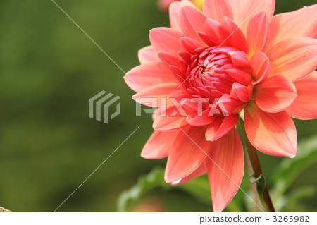 Dahlia Dahlia 3265982
