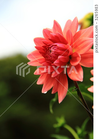 Dahlia Dahlia 3265983