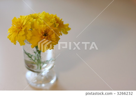 Yellow marigold Yellow marigold 3266232