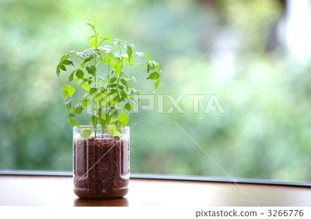 Hydroculture with PET bottle Hydroculture with PET bottle 3266776