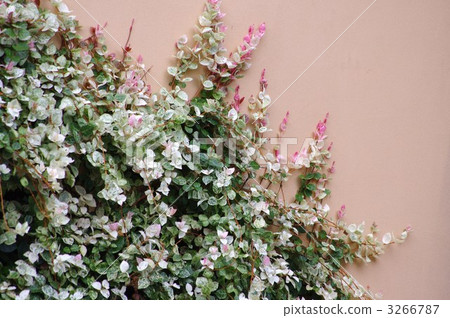 First snow kazura 3266787