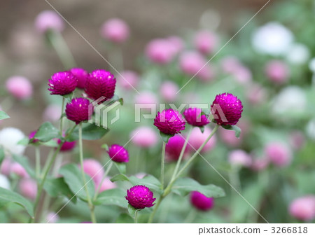 紅紫色thunbert花(苞片) 紅紫色thunbert花(苞片) 3266818