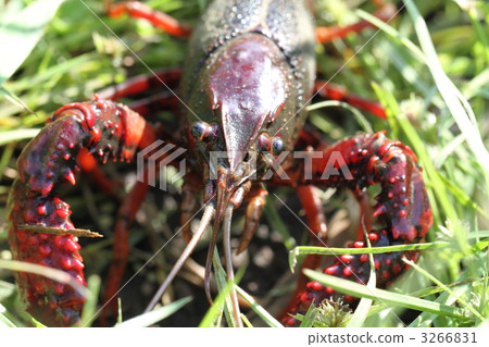 American crayfish American crayfish 3266831