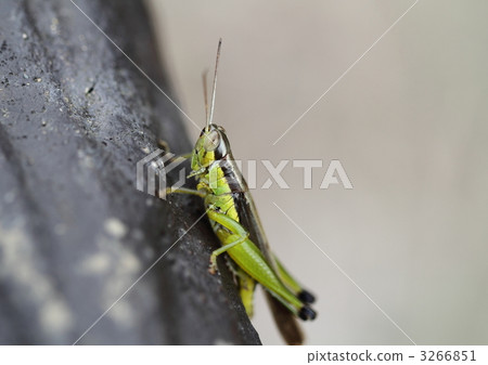 Hanenagainago 3266851