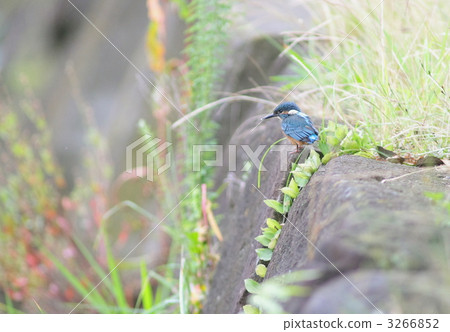 翠鳥的小鳥 3266852