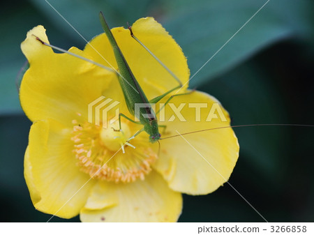 Kanon李子水母 3266858