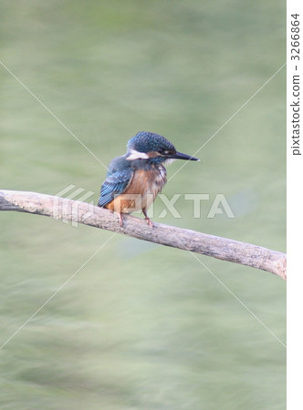 翠鳥的小鳥 3266864