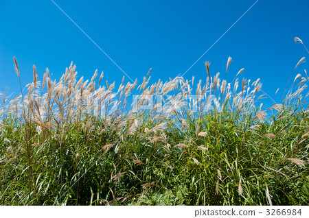 Susuki在藍天閃耀 3266984