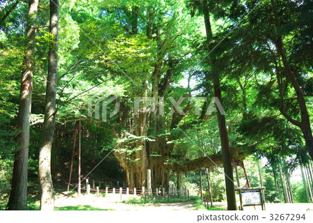 Great ginkgo of the Bodaiji Temple Great ginkgo of the Bodaiji Temple 3267294