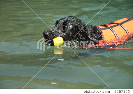 平塗獵犬 平塗獵犬 3267555