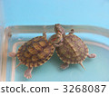 pond slider, trachemys scripta, aquarium 3268087