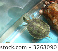 pond slider, trachemys scripta, aquarium 3268090